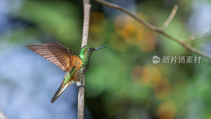 黄斑Colibri flavescent (Boissonneaua flavescens)，浅尾冠，Colibrí Colihabano。